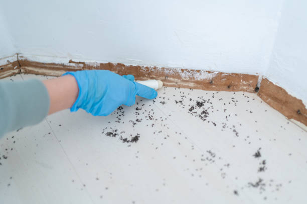 Best Termite Control Services  in North Charleroi, PA